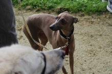 Avondvierdaagse 2014 Dag 1