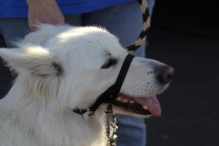 Avondvierdaagse 2014 Dag 3