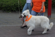 Avondvierdaagse 2014 Dag 4