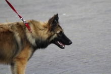 Avondvierdaagse 2014 Dag 4