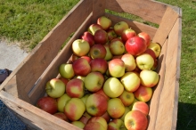 4daagse 2016 - donderdag (1/5)