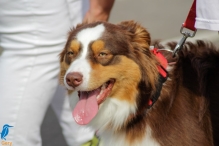 4daagse 2016 - vrijdag (1)