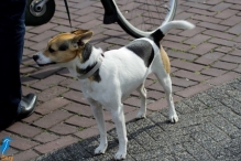 4daagse 2016 - vrijdag (1)