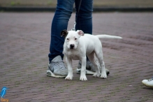 A4Daagse 2017 - vrijdag (4/15)