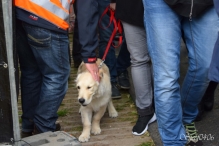 A4Daagse 2017 - vrijdag (9/15)