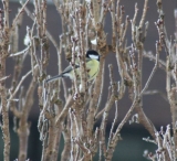Biddinghuizen
