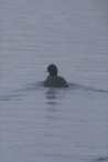 Biddinghuizen