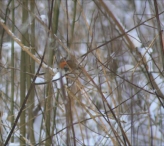 Biddinghuizen