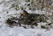 Biddinghuizen
