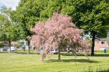 Diversen Biddinghuizen