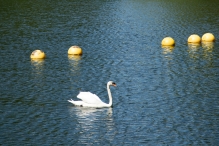 Diversen Biddinghuizen