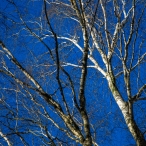 Winters Biddinghuizen