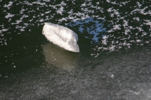 Winters Biddinghuizen