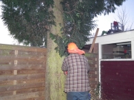 Kerstbomen zagen voor op het Plein