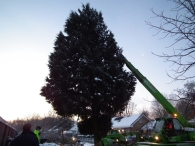 Kerstbomen zagen voor op het Plein