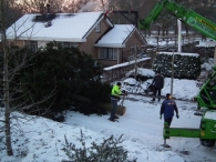 Kerstbomen zagen voor op het Plein