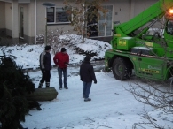 Kerstbomen zagen voor op het Plein