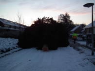 Kerstbomen zagen voor op het Plein