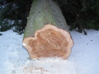 Kerstbomen zagen voor op het Plein