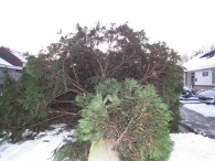 Kerstbomen zagen voor op het Plein