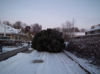 Kerstbomen zagen voor op het Plein