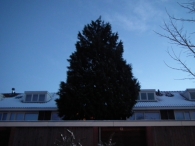 Kerstbomen zagen voor op het Plein