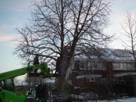 Kerstbomen zagen voor op het Plein