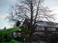 Kerstbomen zagen voor op het Plein