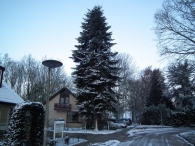 Kerstbomen zagen voor op het Plein