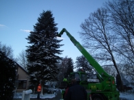 Kerstbomen zagen voor op het Plein