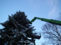 Kerstbomen zagen voor op het Plein