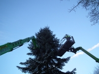 Kerstbomen zagen voor op het Plein