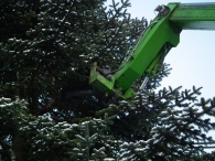 Kerstbomen zagen voor op het Plein