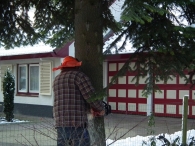 Kerstbomen zagen voor op het Plein