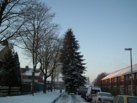 Kerstbomen zagen voor op het Plein