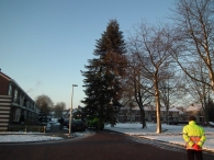 Kerstbomen zagen voor op het Plein