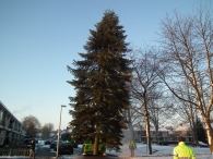 Kerstbomen zagen voor op het Plein