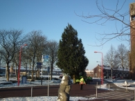Kerstbomen zagen voor op het Plein