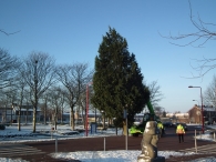 Kerstbomen zagen voor op het Plein