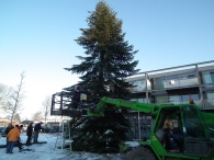 Kerstbomen zagen voor op het Plein