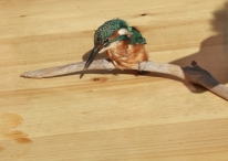 IJsvogel Spotten (2)