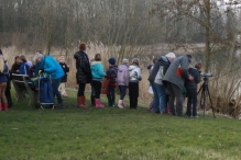 IJsvogel Spotten (2)