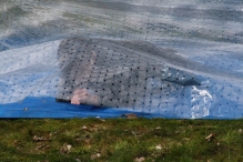 IJsvogel Spotten (2)