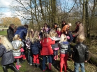 IJsvogel Spotten (1)