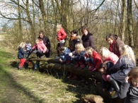 IJsvogel Spotten (1)