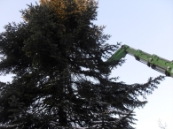 Kerstbomen plaatsen
