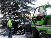 Kerstbomen plaatsen