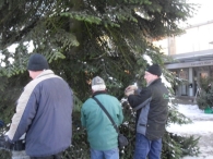 Kerstbomen plaatsen