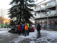 Kerstbomen plaatsen