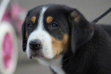 Koningsdag 2014: Koningsdag - ochtend (2)